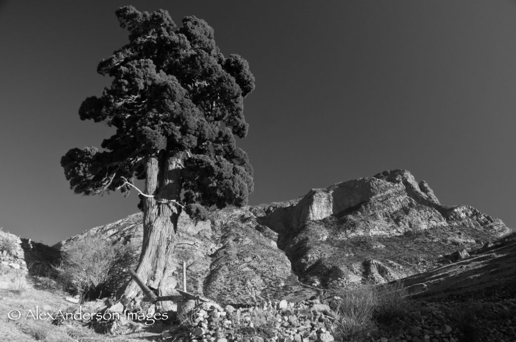 Lone cypress