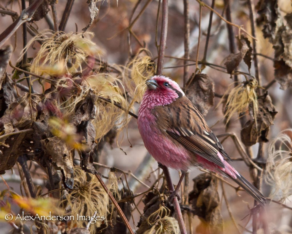 Pink Finch