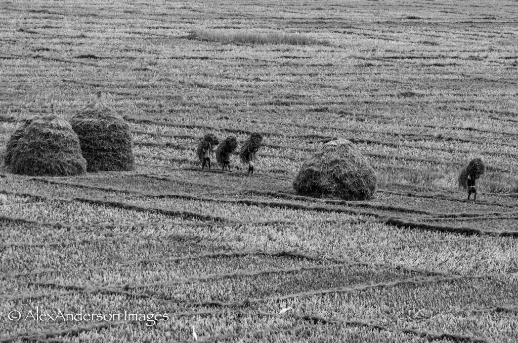 Stacking the harvest