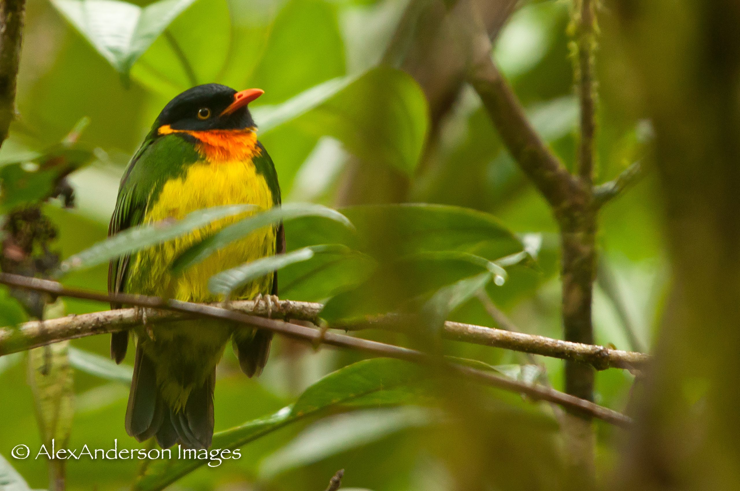 Birds in Colour