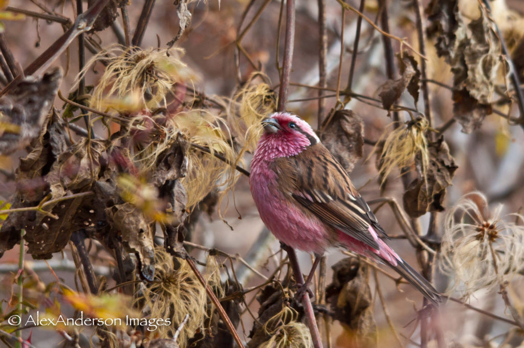 Pink Finch