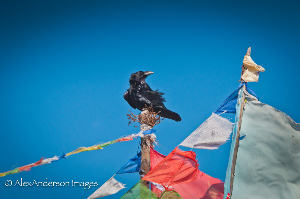 Raven and prayer flags