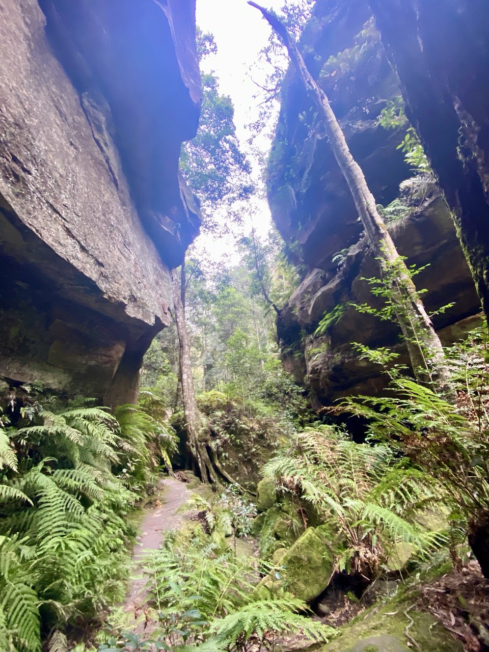 A day of forest mindfulness – Blue Mountains June 16th 2025